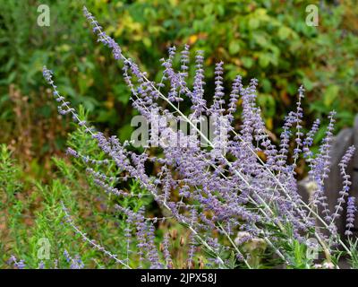 Luftige Rispe des winterharten, mehrjährigen, blau blühenden russischen Salbeis, Perovskia atriplicifolia 'Blue Spire' Stockfoto