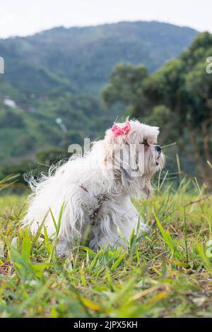 Schöne Shih Tzu Welpe, mit weißen Haaren und einem rosa Band an den Ohren, sitzt auf einem Feld von hohem Gras, im Hintergrund ein Baum und eine kolumbianische Stockfoto