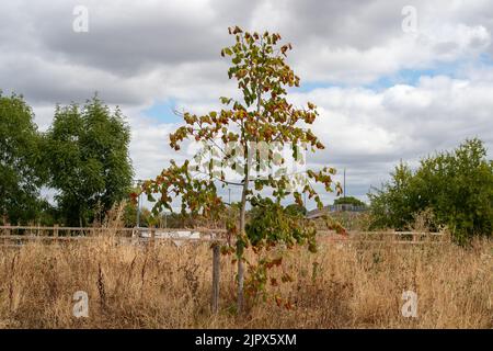 Slough, berkshire, Großbritannien. 20.. August 2022. Auch wenn die jüngste Hitzewelle möglicherweise zu Ende gegangen ist, bleibt der Boden in der Region von Bergen sehr trocken. Diese Woche ist nur leichter Regen gefallen. Das Wasser der Themse verhängt ab kommenden Mittwoch ein Schlauchleitungsverbot, da die Dürreverhältnisse anhalten. Quelle: Maureen McLean/Alamy Stockfoto