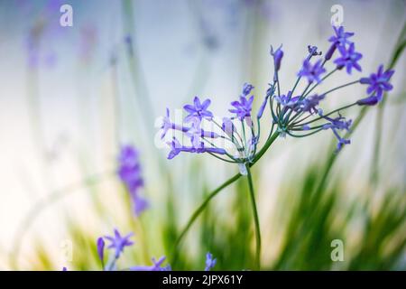 Kleine violette wilde Glocken blühen auf einem dünnen Stiel auf einer Frühlings- oder Sommerwiese gegen den gelben Sonnenuntergangshimmel. Natürliche Landschaft. Blumenpostkarte Stockfoto