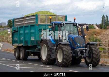 Slough, berkshire, Großbritannien. 20.. August 2022. Ein lokaler Bauer hat an diesem Wochenende seine Maisernte geerntet. Sie würden in der Regel im Oktober geerntet werden. Quelle: Maureen McLean/Alamy Stockfoto