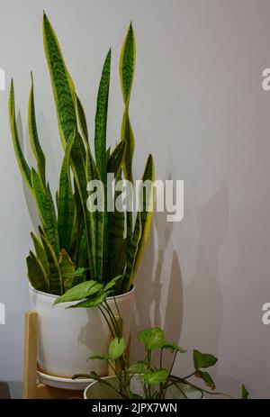 Sansevieria trifasciata. Grüne Pflanze im Haus Stockfoto