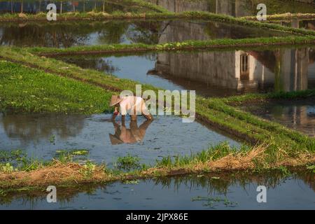 Die Landschaft der Reisfelder. Reisbauern, die in den Reisfeldern im Zentrum von Ubud arbeiten. Die Insel Bali in indonesien in Südostasien. Stockfoto