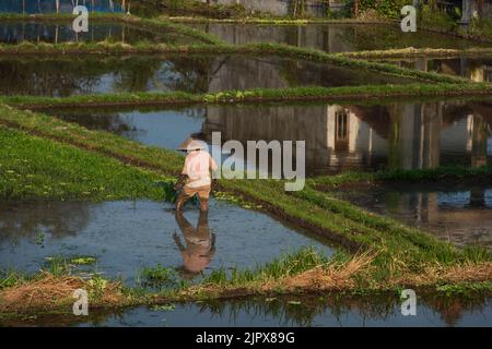 Die Landschaft der Reisfelder. Reisbauern, die in den Reisfeldern im Zentrum von Ubud arbeiten. Die Insel Bali in indonesien in Südostasien. Stockfoto