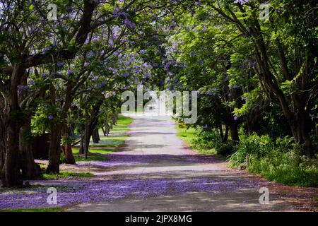 Eine schöne Aufnahme eines Gehwegs, der von Jacaranda blühenden Pflanzen in Swellendam gesäumt ist Stockfoto