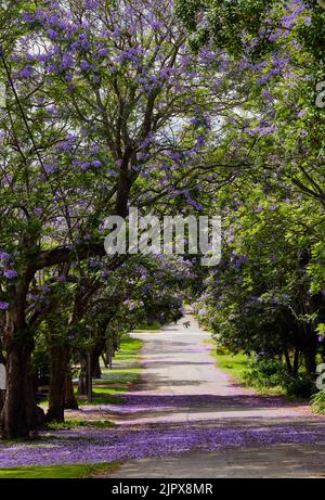 Eine schöne Aufnahme eines Gehwegs, der von einer Jacaranda-Pflanze gesäumt ist Stockfoto