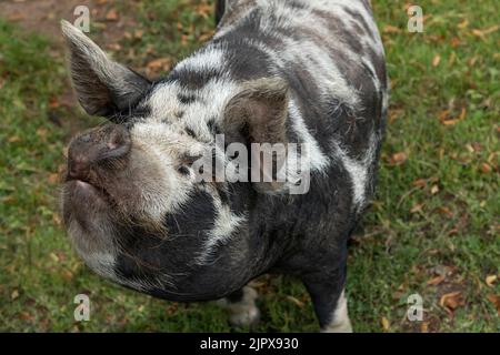 Schwarz-weißes kune kune-Schwein, das nach oben schaut und in die Sonne schleicht Stockfoto