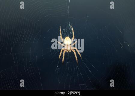 Nahaufnahme einer Kreuzspinne, auch Europäische Gartenspinne genannt, Diadem-Spinne Stockfoto