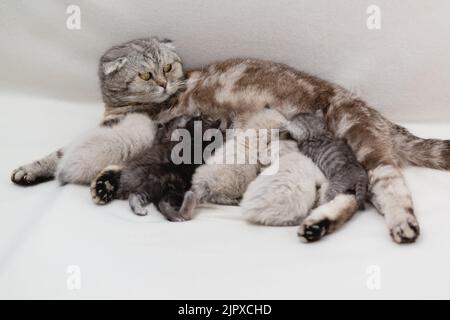 Die schottische Faltenkatze füttert viele nicht übereinstimmende Jungtiere. Familie. Selektiver Fokus Stockfoto