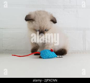 Blauäugige Kätzchen-Punktfarbe spielt mit einer Stoffmaus. Selektiver Fokus Stockfoto