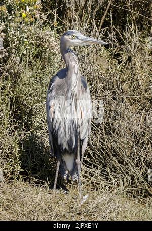 Großer Blaureiher, Erwachsener. Alameda County, Kalifornien, USA. Stockfoto