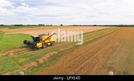 Ein gelber Mähdrescher in einem großen Getreidefeld. Landwirtschaft Ernte Erntezeit. Luftaufnahme von der Drohne. Hochwertige Fotos Stockfoto