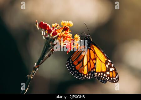 Porträt eines Monarchen Schmetterling landete auf einer Blume von der Seite gesehen Stockfoto