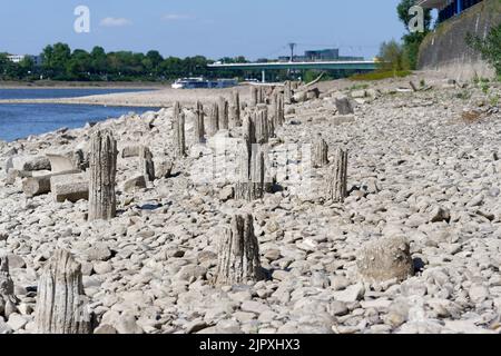 Niedrigwasser auf dem rhein 2022 entstehen in köln geheimnisvolle Holzstapel aus dem rhein Stockfoto