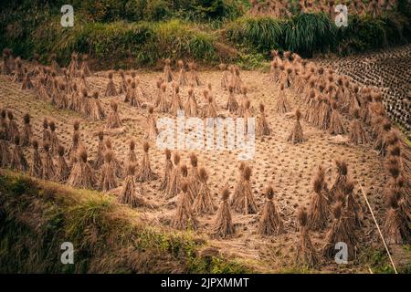 Terrassierte Reisfelder bieten eine landschaftlich reizvolle landschaftliche Schönheit in China Stockfoto