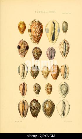 Thesaurus conchyliorum, oder Monographien der Gattungen der Tanks (8293750225) Stockfoto