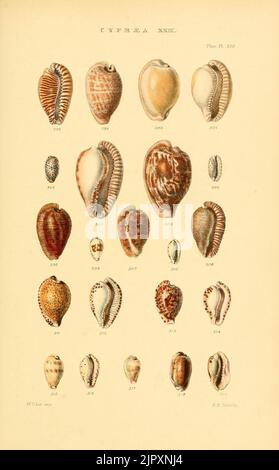 Thesaurus conchyliorum, oder Monographien der Gattungen der Tanks (8293755799) Stockfoto