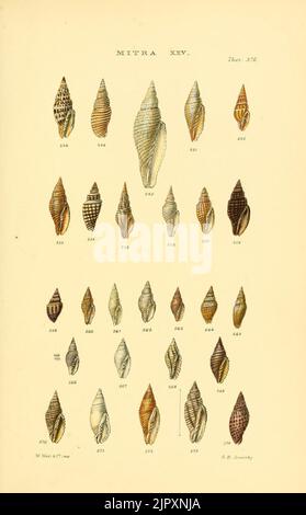 Thesaurus conchyliorum, oder Monographien der Gattungen der Tanks (8293787275) Stockfoto