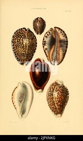 Thesaurus conchyliorum, oder Monographien der Gattungen der Tanks (8294800994) Stockfoto