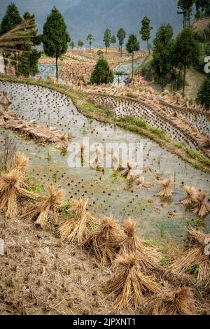 Terrassierte Reisfelder bieten eine landschaftlich reizvolle landschaftliche Schönheit in China Stockfoto