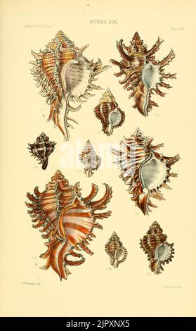 Thesaurus conchyliorum, oder Monographien der Gattungen der Tanks (8294855268) Stockfoto
