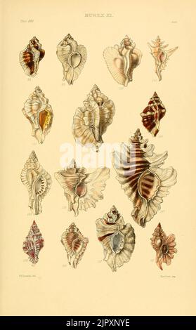 Thesaurus conchyliorum, oder Monographien der Gattungen der Tanks (8294850054) Stockfoto