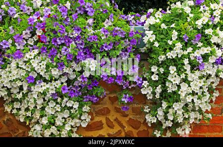 Petunia, weiß, lila blau, überhängende Gartenwand, Gartenarbeit, Pflanzen, Blumen, Norfolk, England, Großbritannien Stockfoto