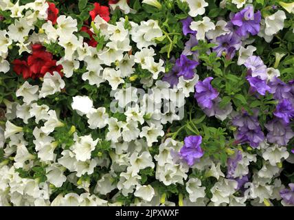 Petunia, Petunien, weiß, lila blau, rot, Überhängende Gartenmauer, Norfolk, England, Großbritannien Stockfoto