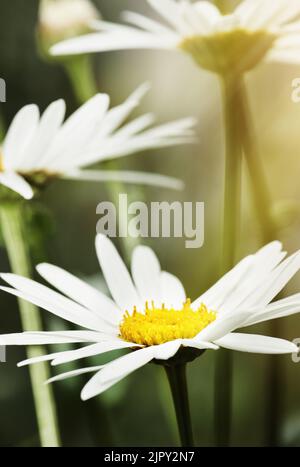 Blüht wunderschön. Stillleben von weißen Gänseblümchen in Blüte. Stockfoto