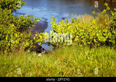 Schwarzer Punkt Wildlife Drive, Merritt Island National Wildlife Refuge, Florida Stockfoto