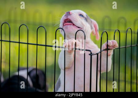 Weißer Pitbull-Welpe in einem Käfig. Stockfoto