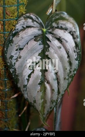 Nahaufnahme der grünen silbrigen Blätter von Philodendron Brandtianum, einer beliebten Zimmerpflanze Stockfoto