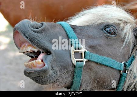 Pferd Pony mit schmutzigen Zähnen lächelnd Stockfoto