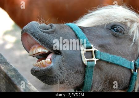 Pferd Pony mit schmutzigen Zähnen lächelnd Stockfoto