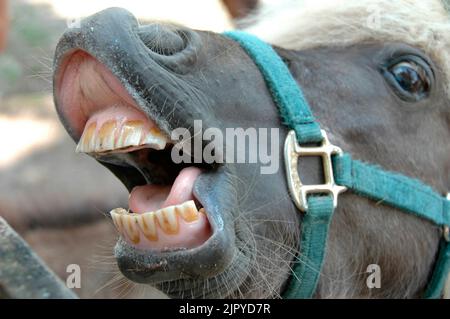 Pferd Pony mit schmutzigen Zähnen lächelnd Stockfoto