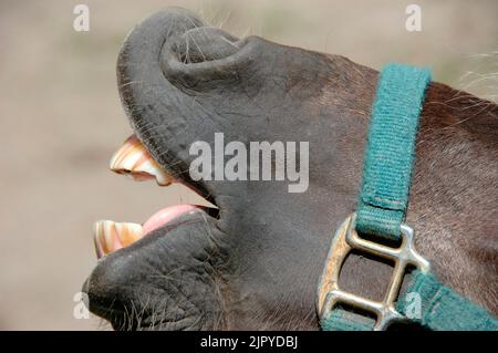 Pferd Pony mit schmutzigen Zähnen lächelnd Stockfoto