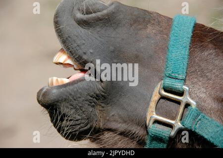 Pferd Pony mit schmutzigen Zähnen lächelnd Stockfoto