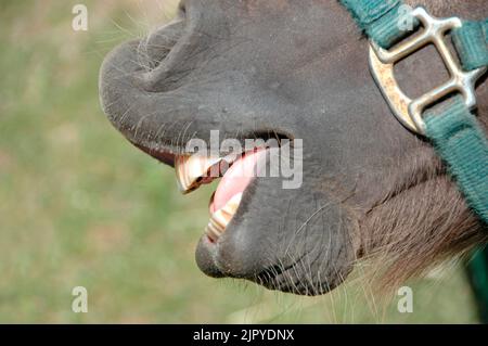 Pferd Pony mit schmutzigen Zähnen lächelnd Stockfoto