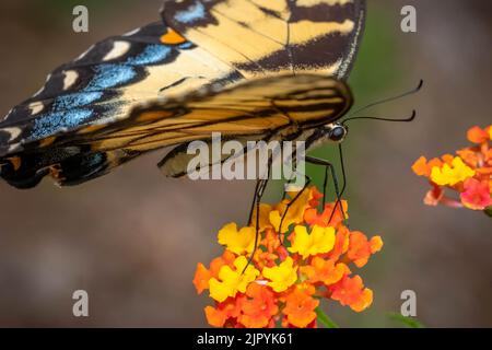 Ein schöner weiblicher Östlicher Tiger-Schwalbenschwanz (Papilio glaucus) feiert auf Nektar von lantana blüht. Raleigh, North Carolina. Stockfoto