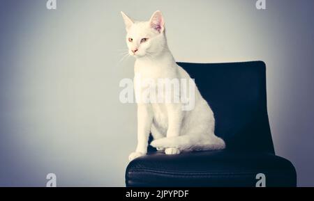 Herr Meow-velous selbst. Studioaufnahme einer weißen Katze, die auf einem Stuhl vor grauem Hintergrund sitzt. Stockfoto