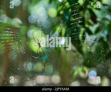 Eine große Spinne in einem Netz in einem grünen Wald, in Abendsonne. Stockfoto
