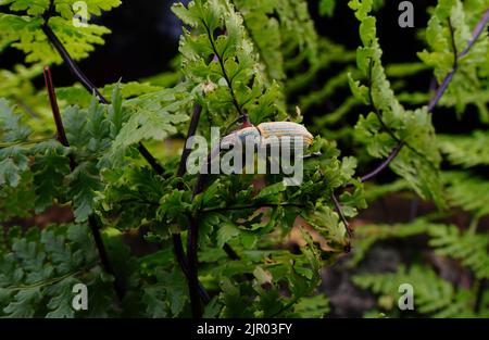 Weißer Kiefernwebel auf dem Blatt mit geschnittenem Blatt. Es handelt sich um Schädlinge verschiedener Pflanzen und Zierpflanzen, die die Blätter durch Fütterung schädigen. Stockfoto