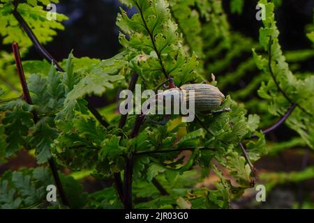 Weißer Kiefernwebel auf dem Blatt mit geschnittenem Blatt. Es handelt sich um Schädlinge verschiedener Pflanzen und Zierpflanzen, die die Blätter durch Fütterung schädigen. Stockfoto