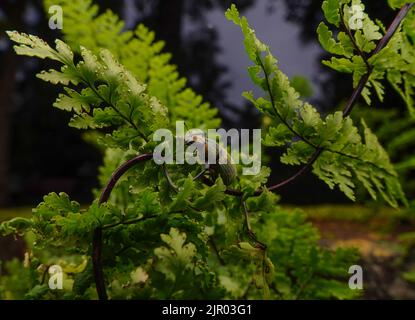 Weißer Kiefernwebel auf dem Blatt mit geschnittenem Blatt. Es handelt sich um Schädlinge verschiedener Pflanzen und Zierpflanzen, die die Blätter durch Fütterung schädigen. Stockfoto