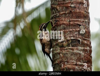 Während der Nistsaison sitzt ein wunderschöner schwarzer Flammspecht auf einem Kokosnussbaum in einem grünen, verschwommenen Waldhintergrund. Stockfoto