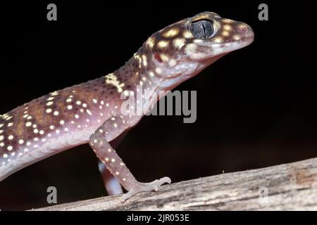 Nahaufnahme des australischen Dickschwanzgeckos Stockfoto