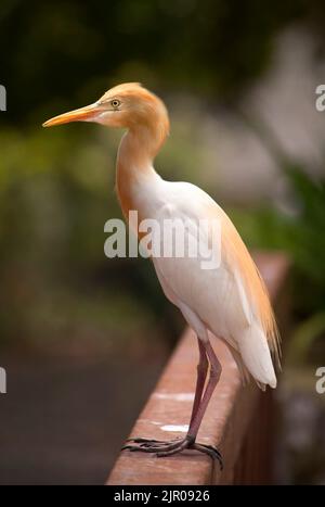 Kuhreiher (Bubulcus Ibis) Stockfoto