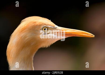 Rinderreiher (Bubulcus ibis), Kopfdetail Stockfoto