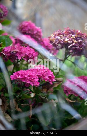 Hortensien spiegeln sich in Broken Mirror in Garden wider Stockfoto