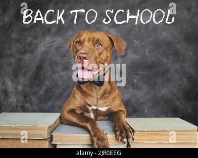 Zurück zur Schule. Liebenswerte, entzückende Welpen- und Vintage-Bücher. Nahaufnahme, isolierter Hintergrund. Aufnahme im Studio, Tageslicht. Konzept der Pflege, Bildung, gehorsam Stockfoto